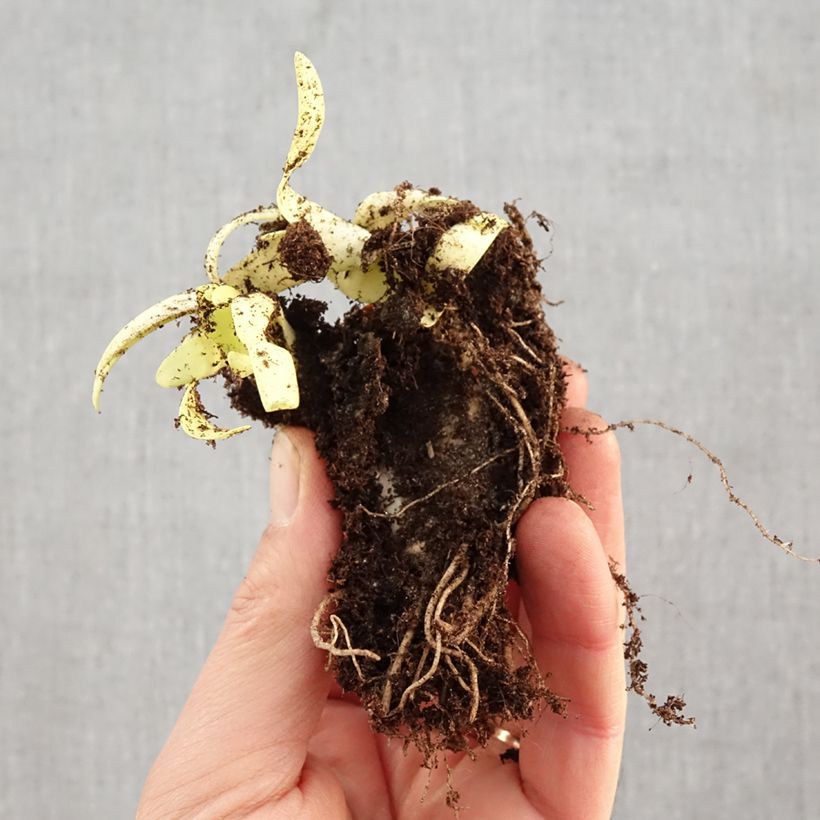 Allium Lavender Bubbles Bare root sample as delivered in winter