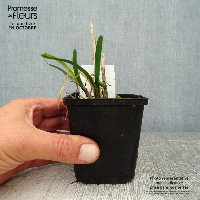Allium Millenium 8/9 cm pot sample as delivered in autumn