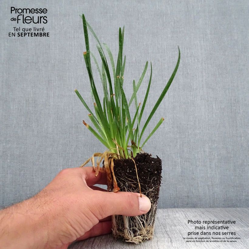 Allium Millenium Plug plant 3/4cm sample as delivered in autumn