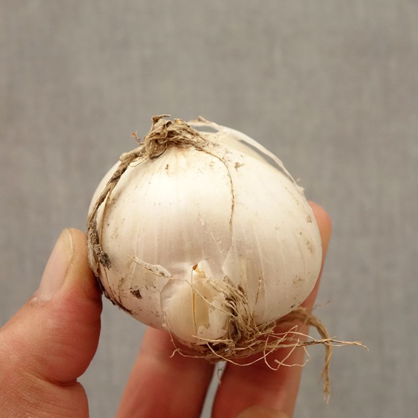 Allium stipitatum Mount Everest Bulb size 20+ sample as delivered in autumn