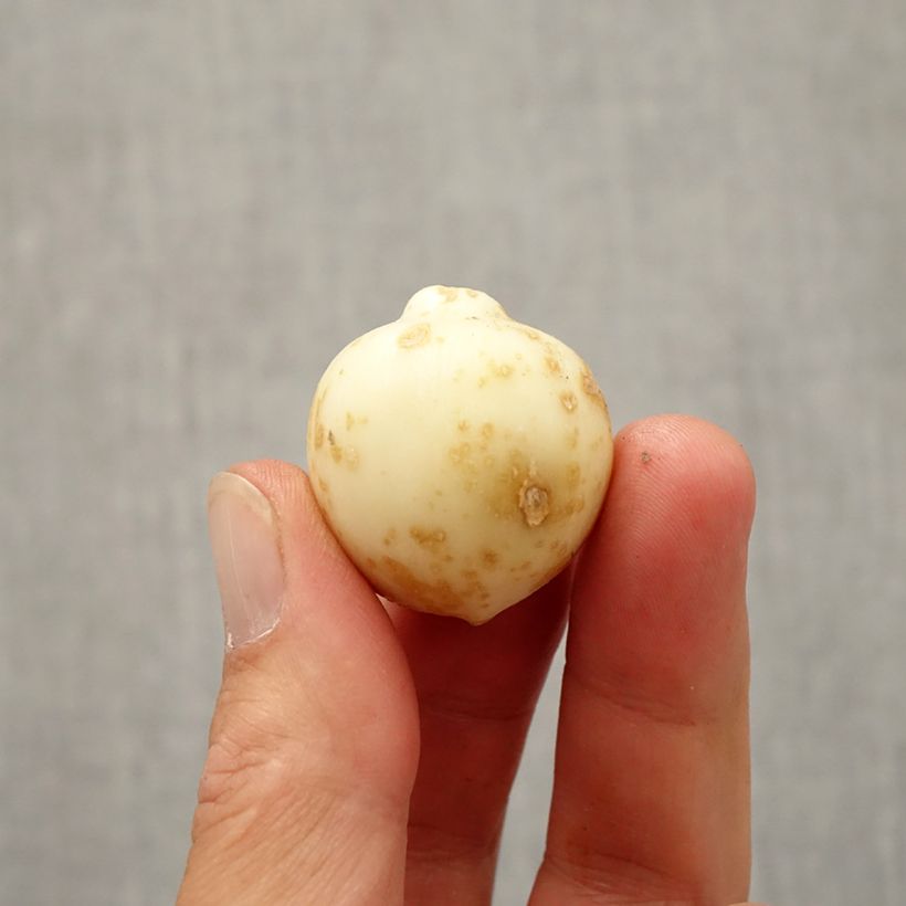 Allium nevskianum Bulb size 10+ sample as delivered in autumn