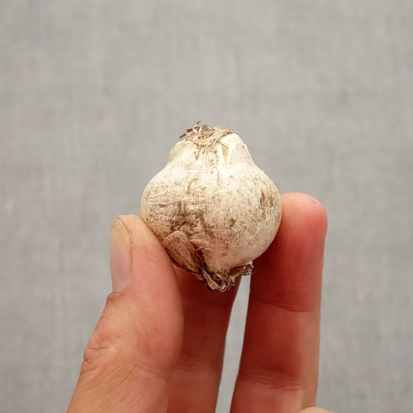 Allium nigrum subsp. multibulbosum Bulb size 10+ sample as delivered in autumn