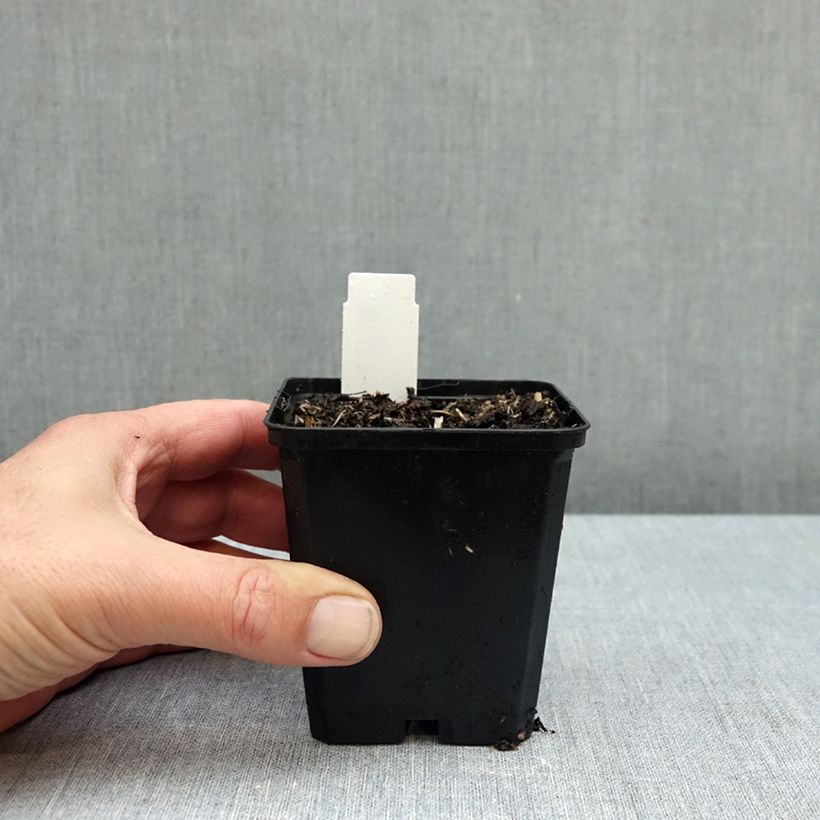 Allium nigrum subsp. multibulbosum 8/9 cm pot size 12+ sample as delivered in autumn