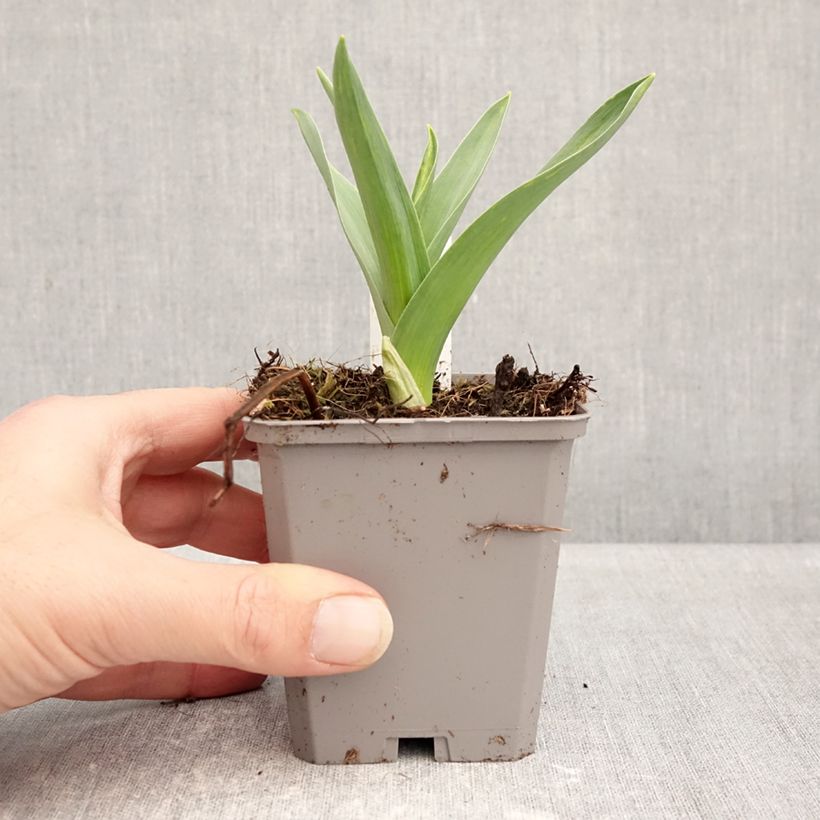 Allium nigrum subsp. multibulbosum 8/9 cm pot size 12+ sample as delivered in winter