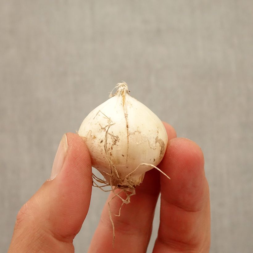 Allium amethystinum Red Mohican Bulb size 10+ sample as delivered in autumn