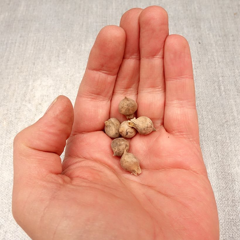Allium roseum Bulb size 4+ sample as delivered in spring