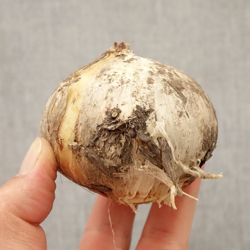 Allium Round n Purple Bulb size 18/20 sample as delivered in autumn