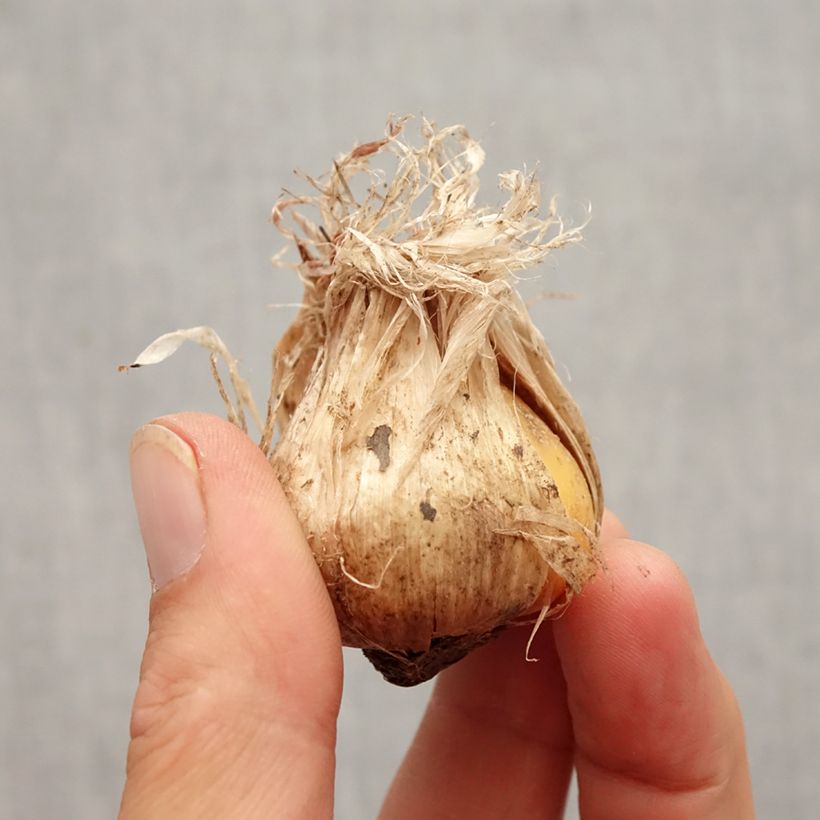 Allium schubertii Arctic Snow Bulb size 12+ sample as delivered in autumn