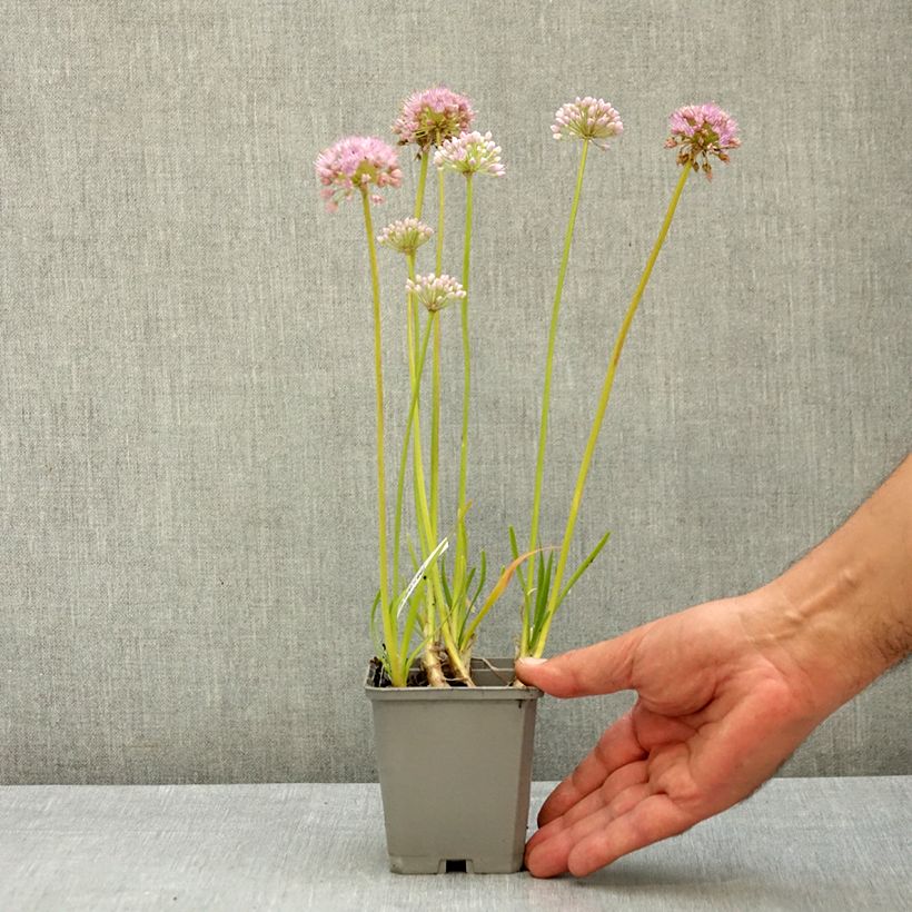 Allium senescens In Orbit 8/9 cm pot size I sample as delivered in summer