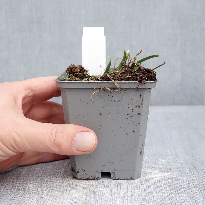 Allium senescens In Orbit 8/9 cm pot size I sample as delivered in winter