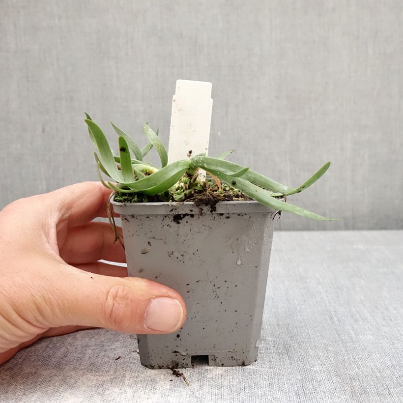 Allium senescens In Orbit 8/9 cm pot size I sample as delivered in spring