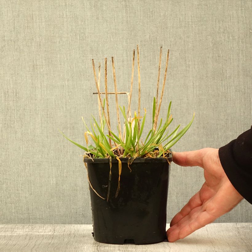 Allium senescens In Orbit 2L/3L pot sample as delivered in autumn