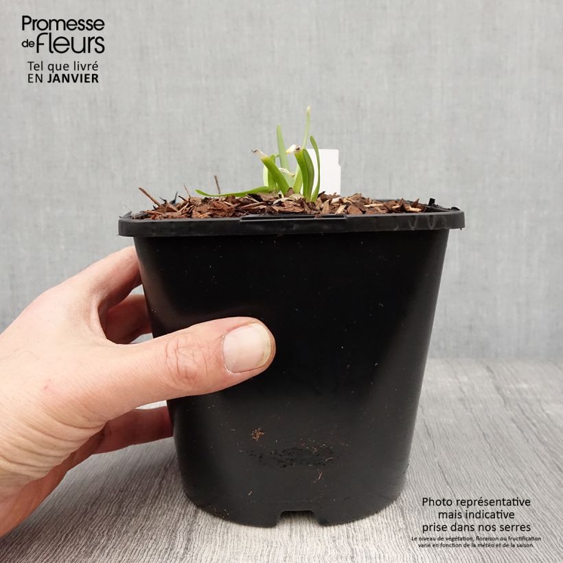 Allium senescens In Orbit 2L/3L pot sample as delivered in winter