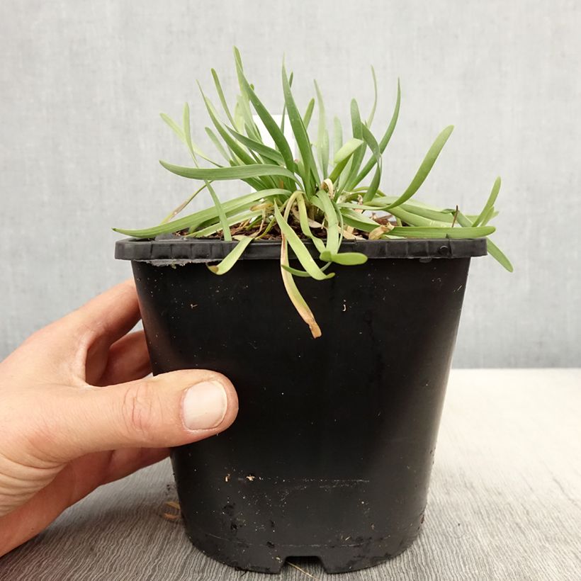 Allium senescens In Orbit 2L/3L pot sample as delivered in spring