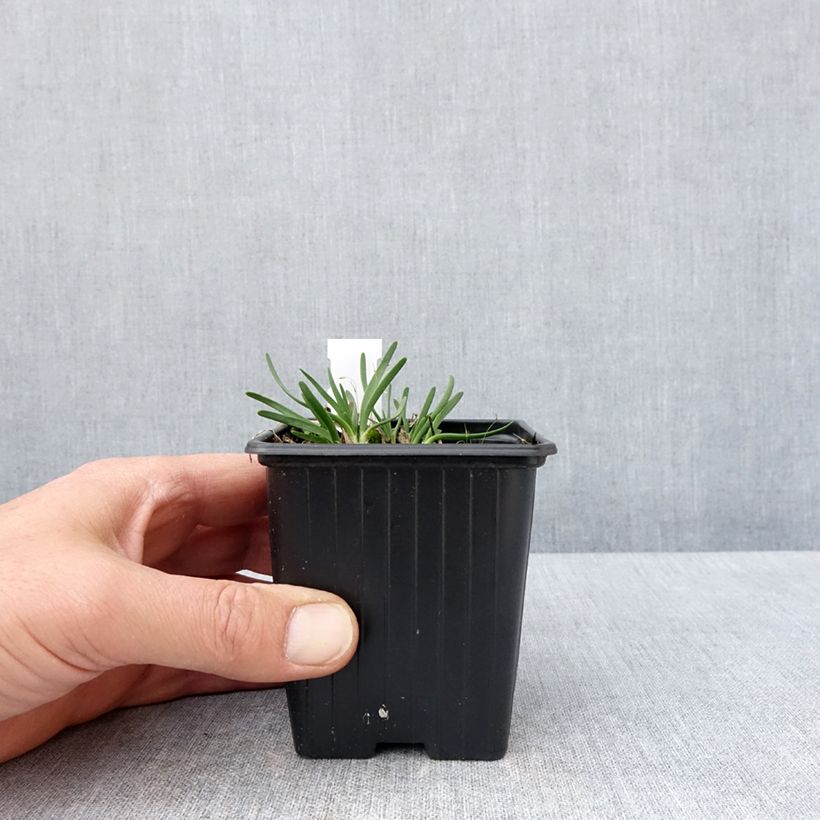 Allium senescens Lisa Blue 8/9 cm pot size I sample as delivered in spring