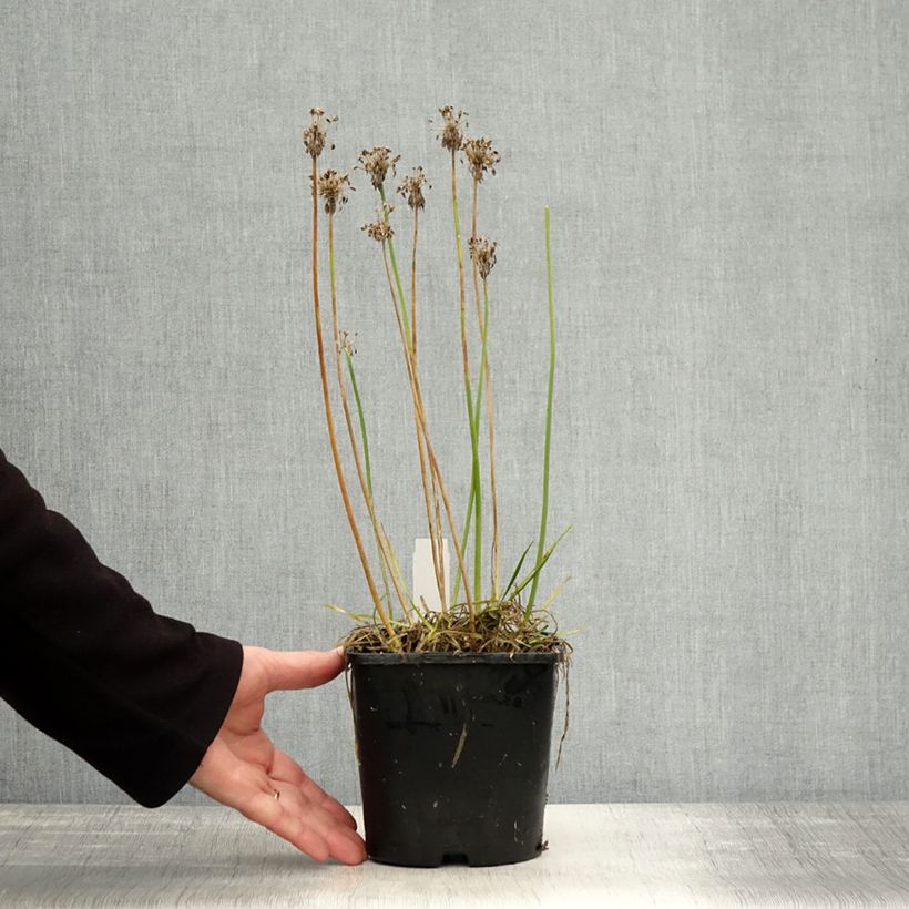 Allium senescens Lisa Green 2L/3L pot sample as delivered in autumn