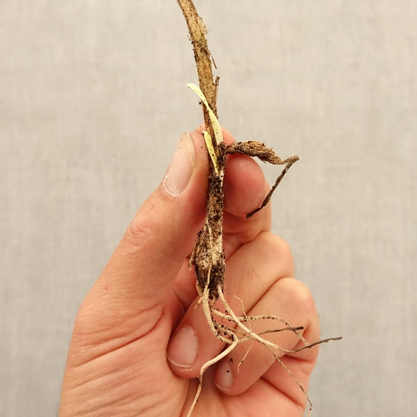 Allium senescens subsp. montanum Bulb size I sample as delivered in autumn