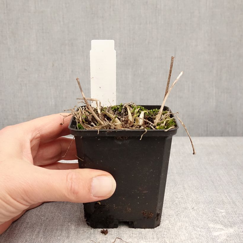 Allium senescens subsp. montanum 8/9 cm pot size I sample as delivered in winter