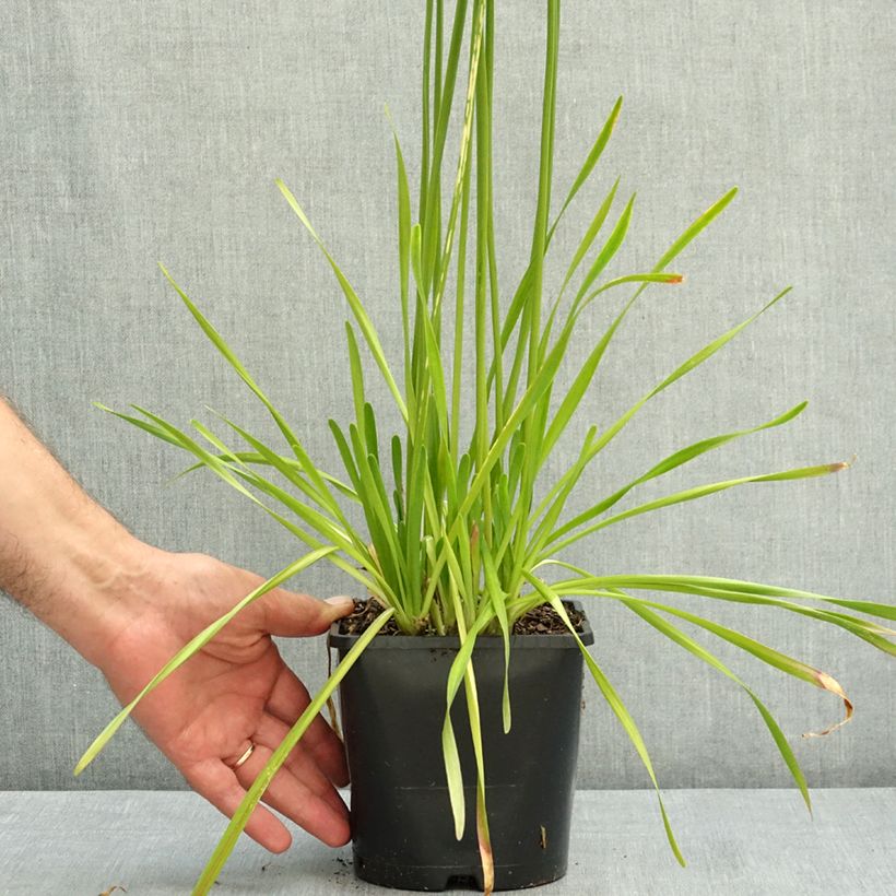 Allium senescens subsp. montanum Summer Beauty 2L/3L pot size I sample as delivered in summer