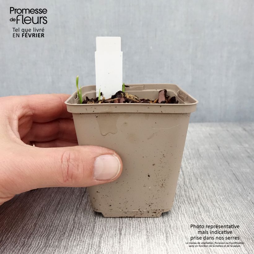 Allium cultorum Serendipity 8/9 cm pot sample as delivered in winter