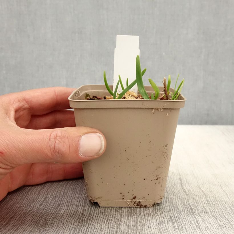 Allium cultorum Serendipity 8/9 cm pot sample as delivered in spring