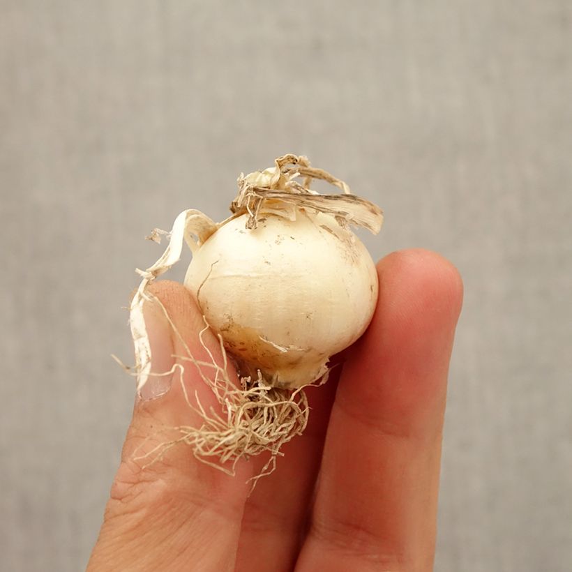 Allium multibulbosum Silver Spring Bulb size 10+ sample as delivered in autumn