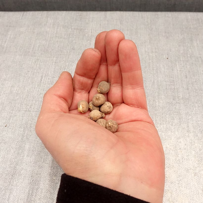 Allium sphaerocephalon Bulb size 4+ sample as delivered in spring