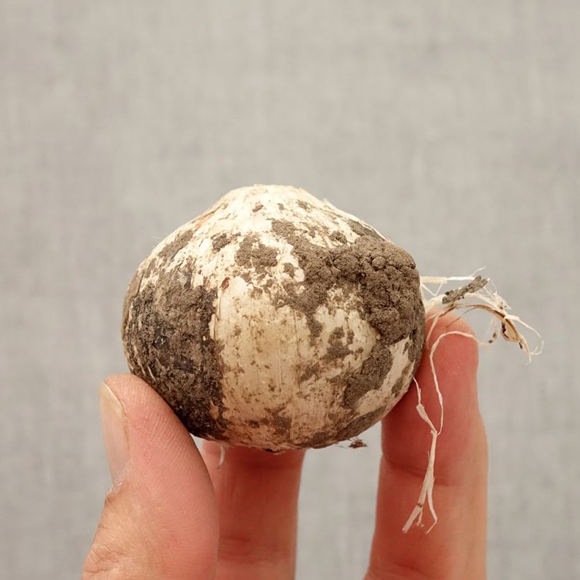 Allium Statos Bulb size 14+ sample as delivered in autumn