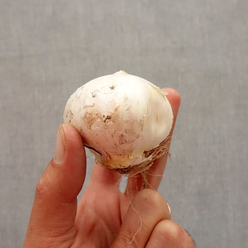 Allium stipitatum White Giant Bulb size 18+ sample as delivered in autumn