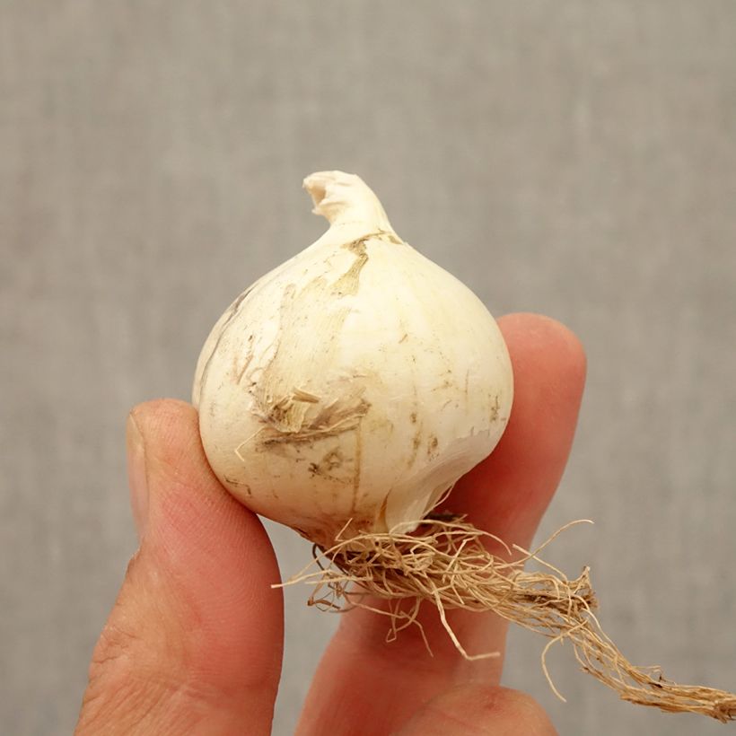 Allium Summer Drummer Bulb size 12+ sample as delivered in autumn