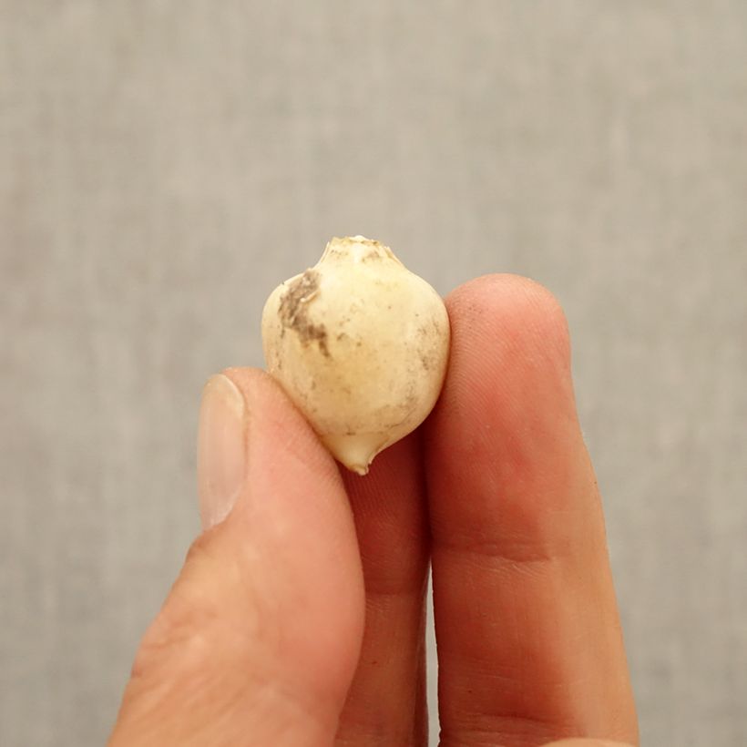 Allium triquetrum Bulb size 5+ sample as delivered in autumn