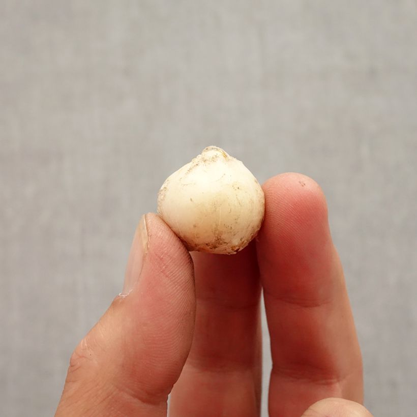 Allium unifolium Bulb size 5+ sample as delivered in autumn