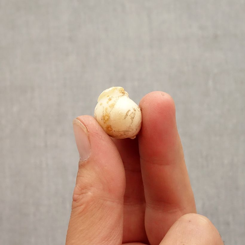 Allium unifolium Eros Bulb size 5+ sample as delivered in autumn
