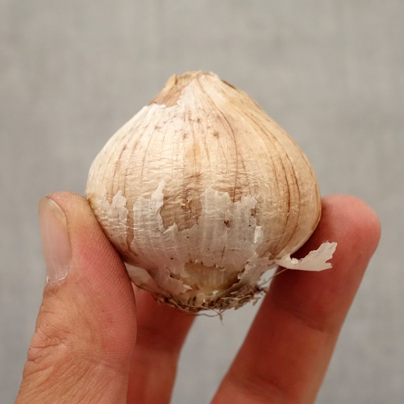 Allium cristophii Bulb size 12+ sample as delivered in autumn
