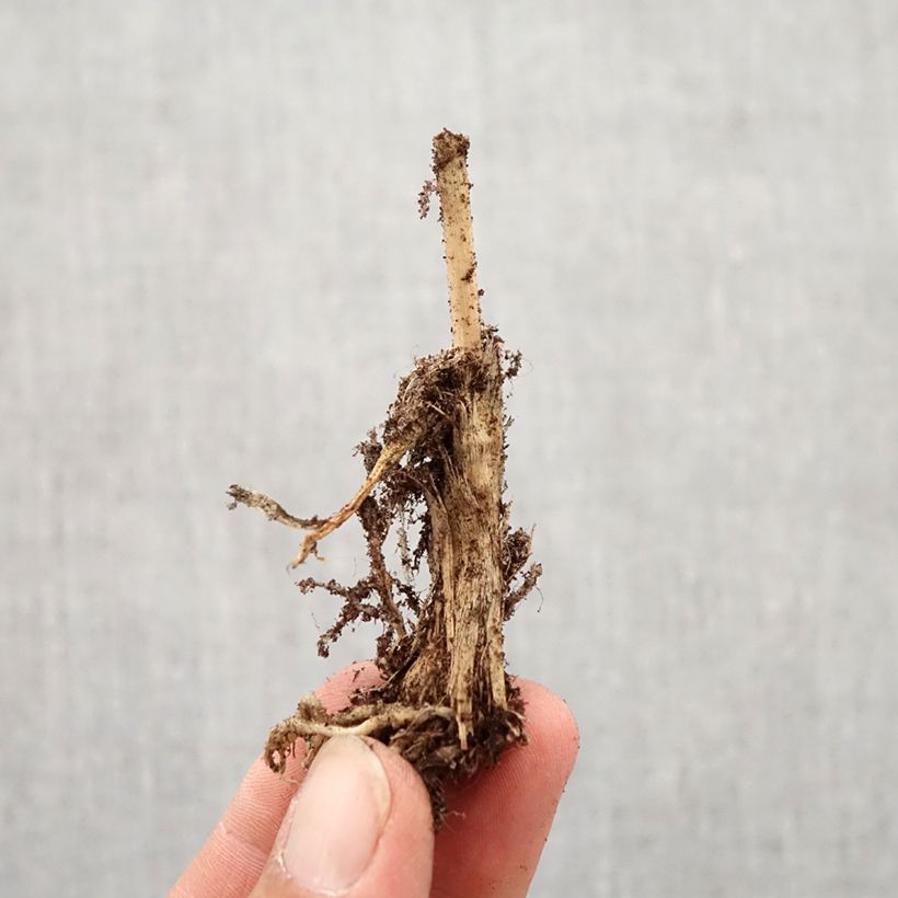 Allium ramosum  Bulb size I sample as delivered in autumn