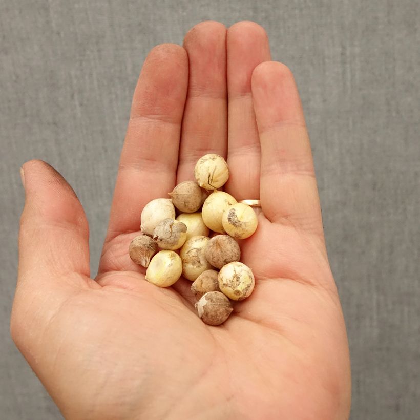 Allium sp Bulb size 5+ sample as delivered in autumn
