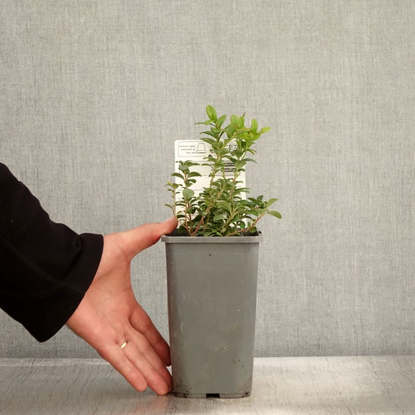 Vaccinium vitis-idaea - Organic Red Bilberry 1L/1.5L pot, Bush sample as delivered in autumn