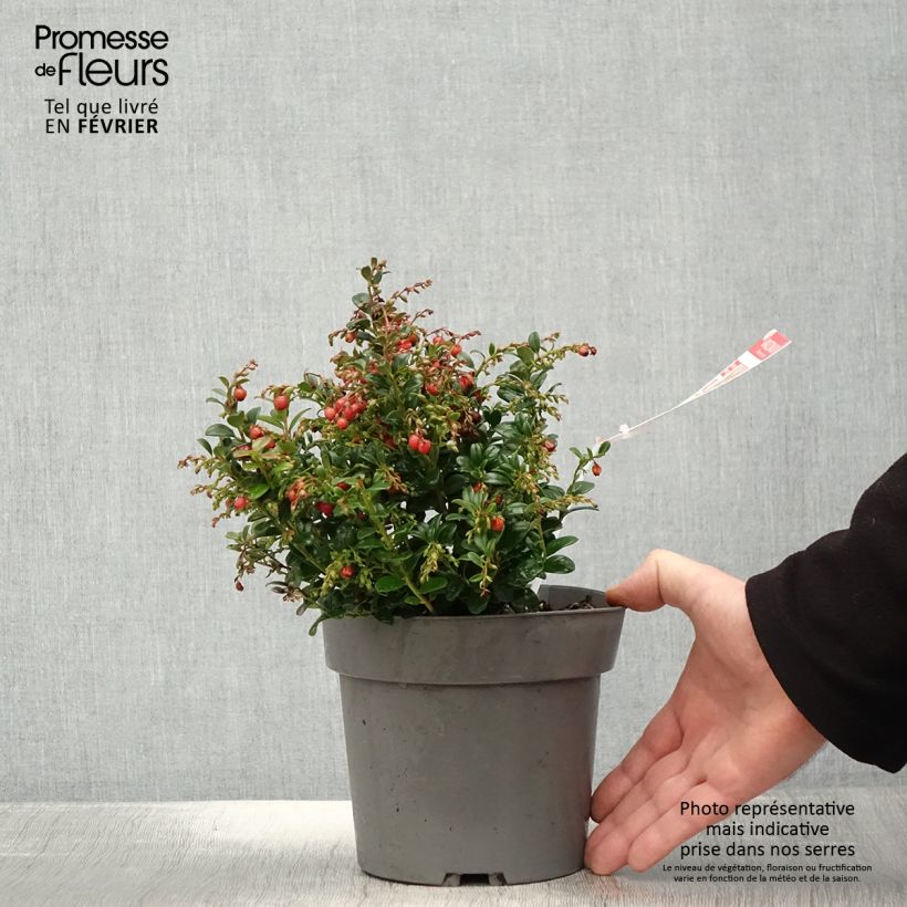 Vaccinum vitis-idaea Red Candy - Bilberry 1.5L/2L pot, Bush sample as delivered in winter