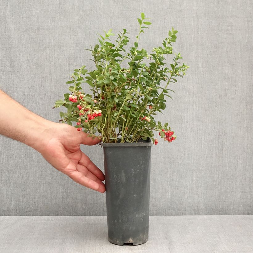 Vaccinium vitis-idaea Red Pearl - Bilberry 2L/3L pot sample as delivered in summer