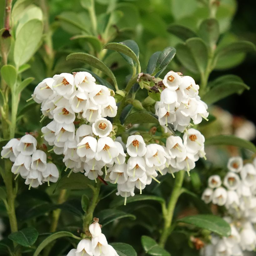 Vaccinium vitis idaea (Flowering)