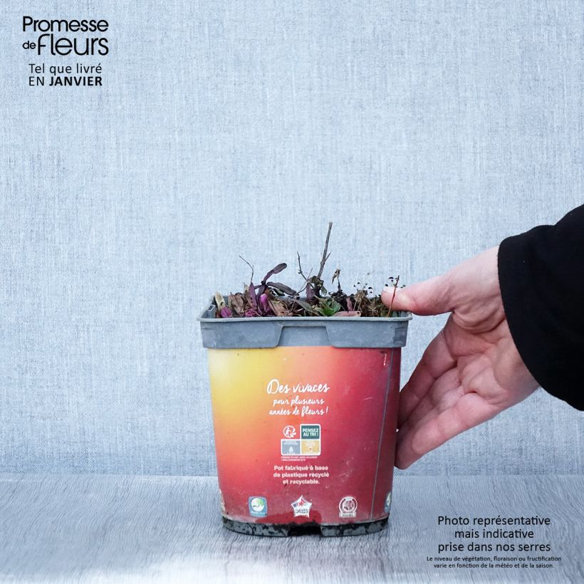 Ajuga reptans Feathered Friends Fancy Finch 2L/3L pot sample as delivered in winter