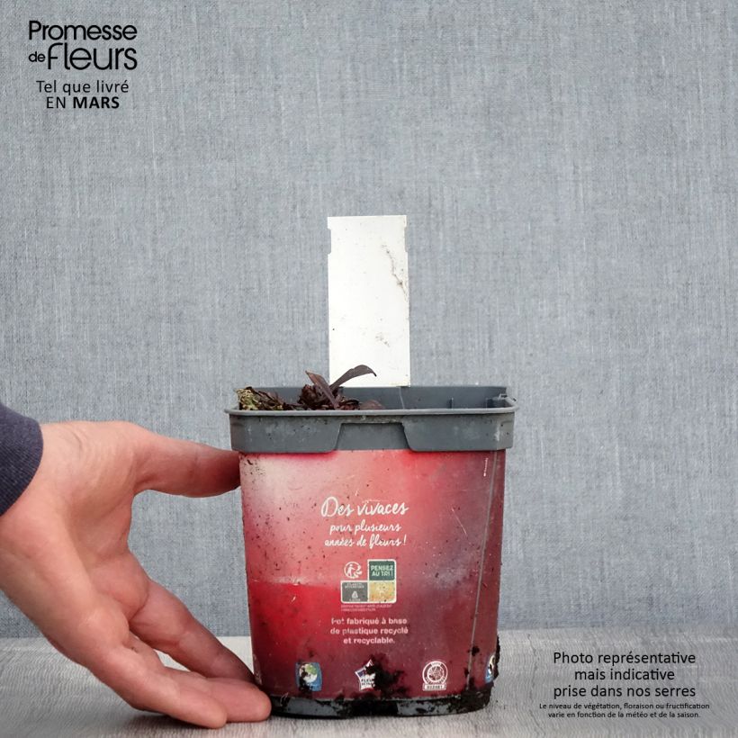 Ajuga Noble Nightingale 2L/3L pot sample as delivered in spring