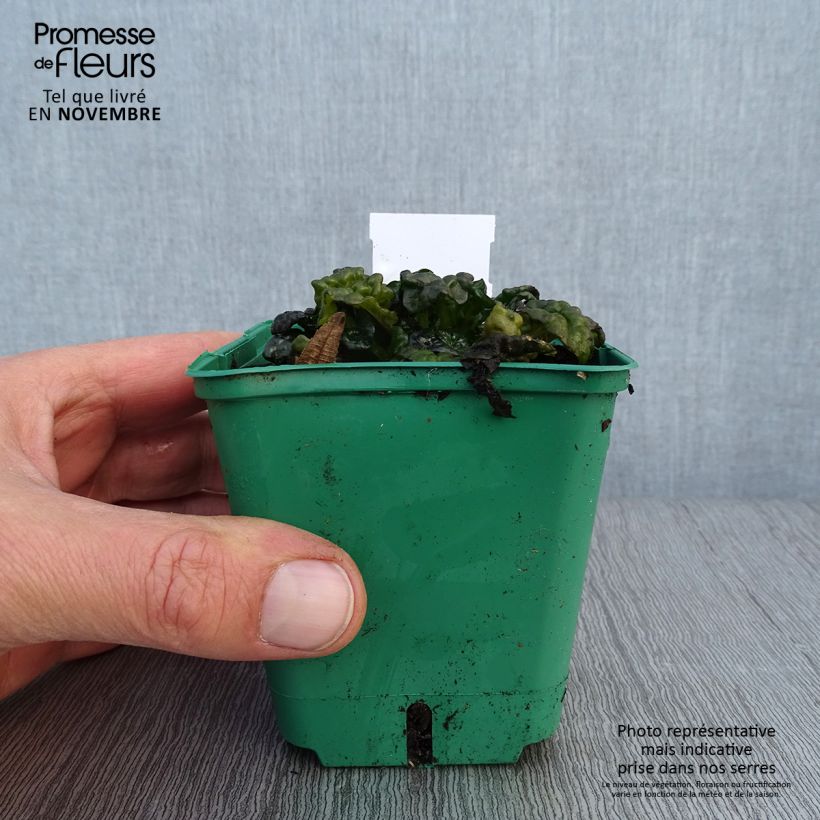 Ajuga pyramidalis Metallica Crispa - Pyramidal bugle 8/9 cm pot sample as delivered in autumn
