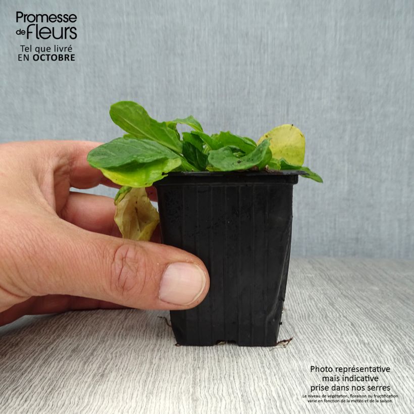 Ajuga reptans 'Alba' 7/8 cm pot sample as delivered in autumn
