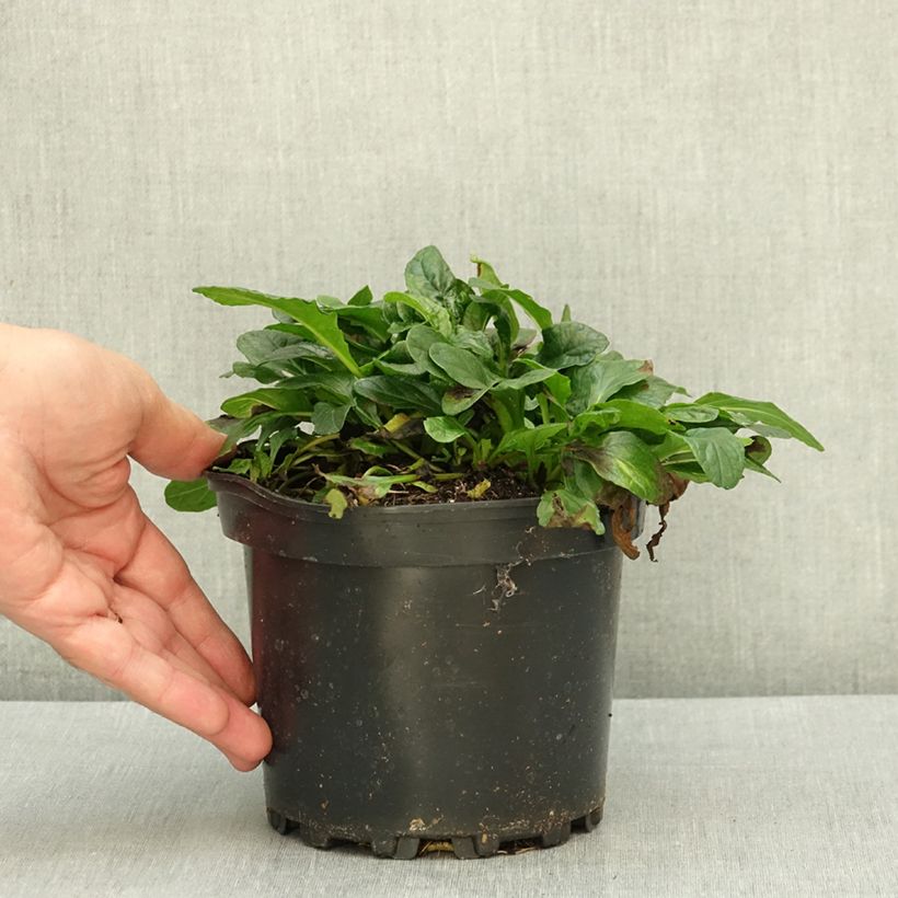 Ajuga reptans 'Alba' 2L/3L pot sample as delivered in summer