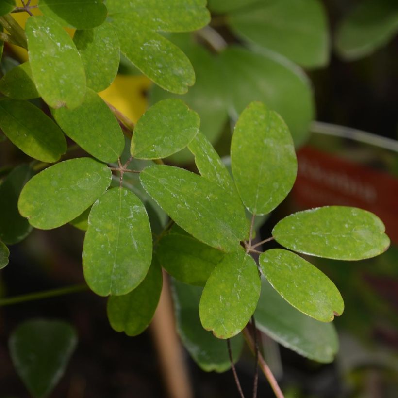 Akebia quinata - Chocolate Vine (Foliage)
