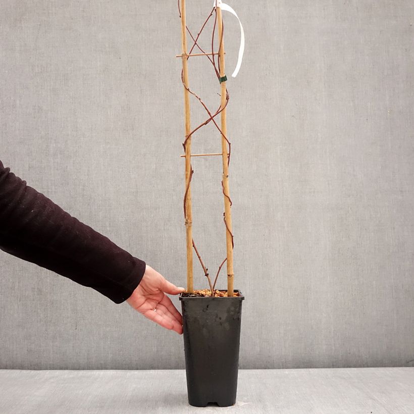 Akebia quinata Alba 3L/4L pot sample as delivered in winter