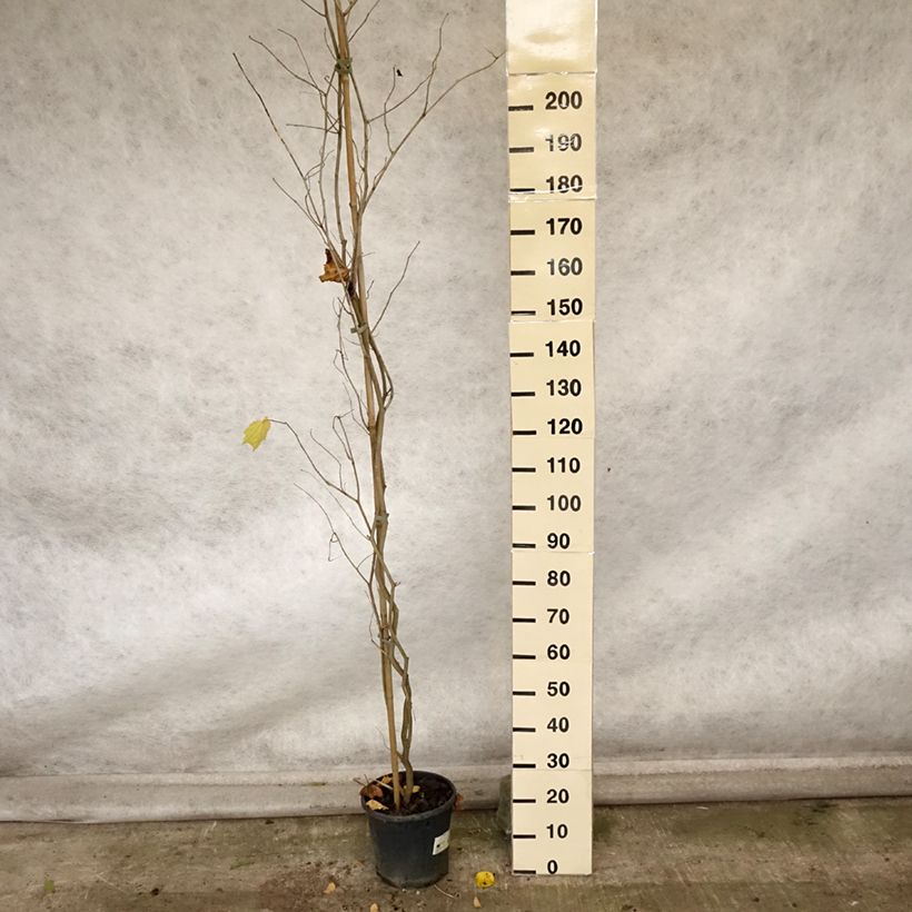 Alangium chinense 7.5L/10L pot sample as delivered in autumn