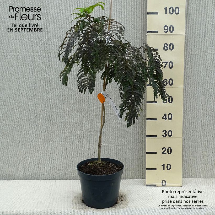 Albizia julibrissin Chocolate Fountain 7.5L/10L pot sample as delivered in autumn