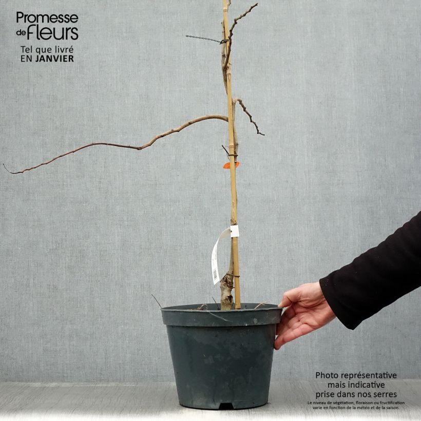 Albizia julibrissin Chocolate Fountain 7.5L/10L pot sample as delivered in winter